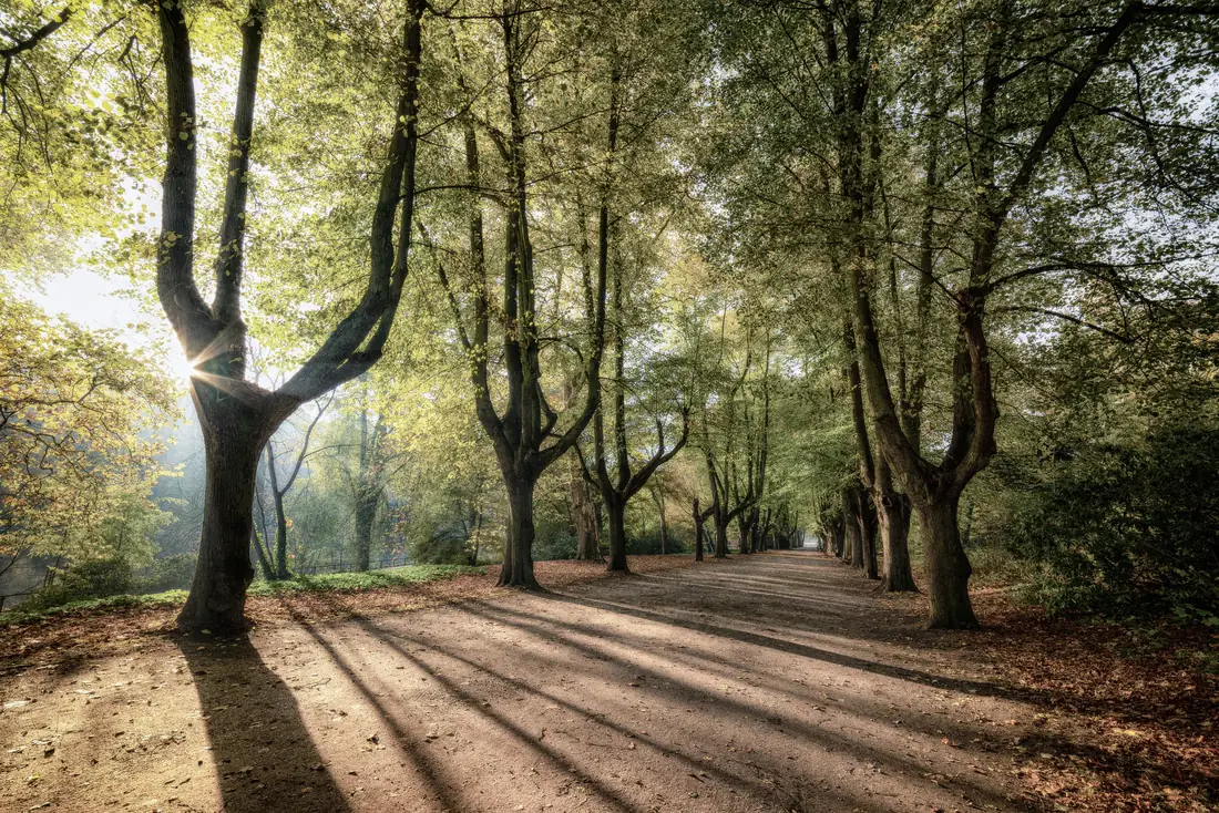 An avenue of trees with the long shadows of morning sunlight