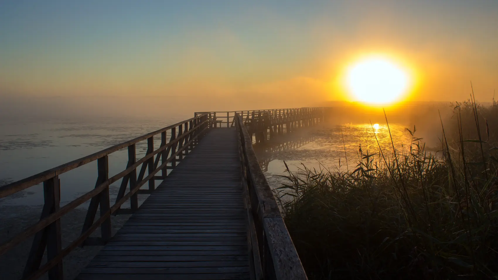 Une passerelle en bois entre les roseaux menant vers le soleil levant