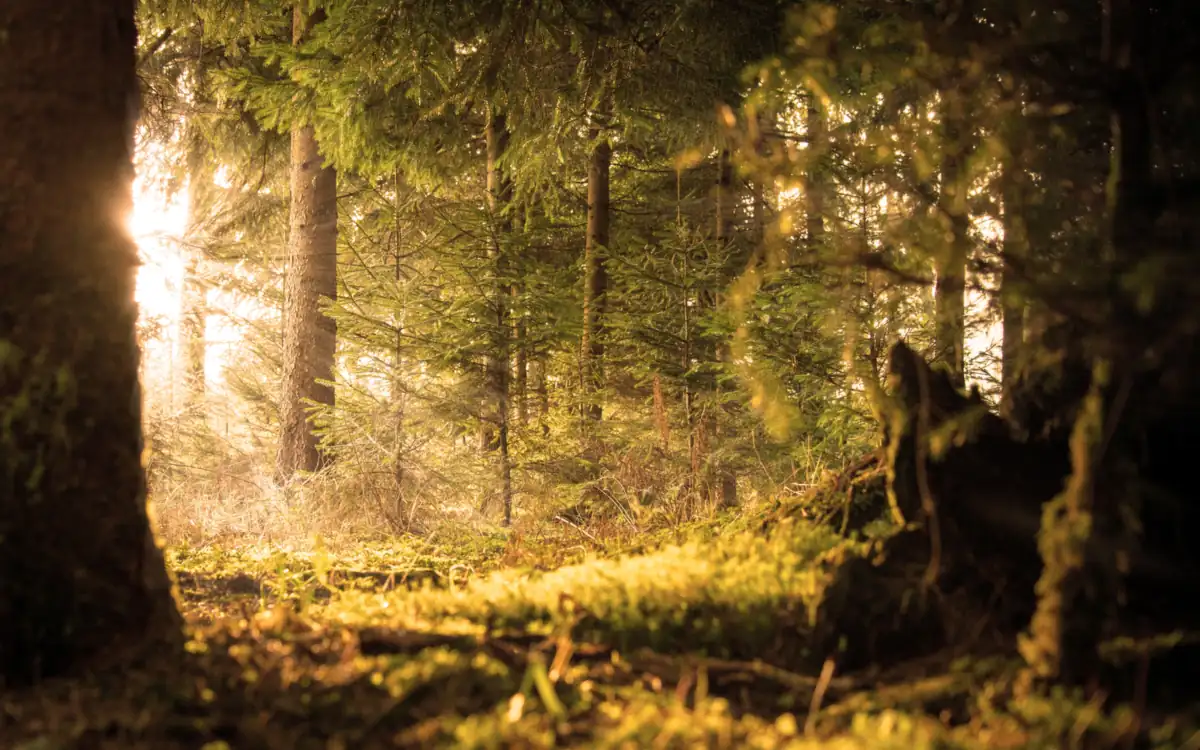 Early light coming through the trunks of a forest