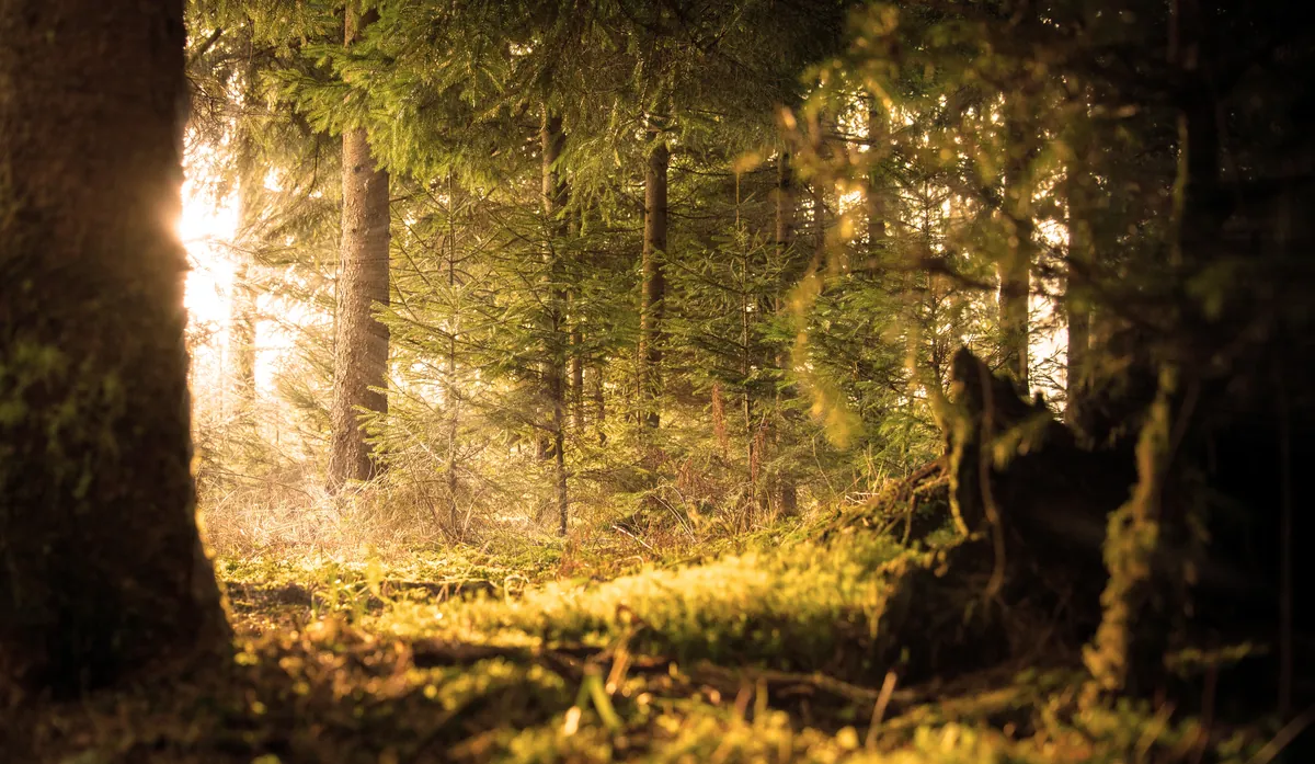 Dawn light coming through the trees of a forest